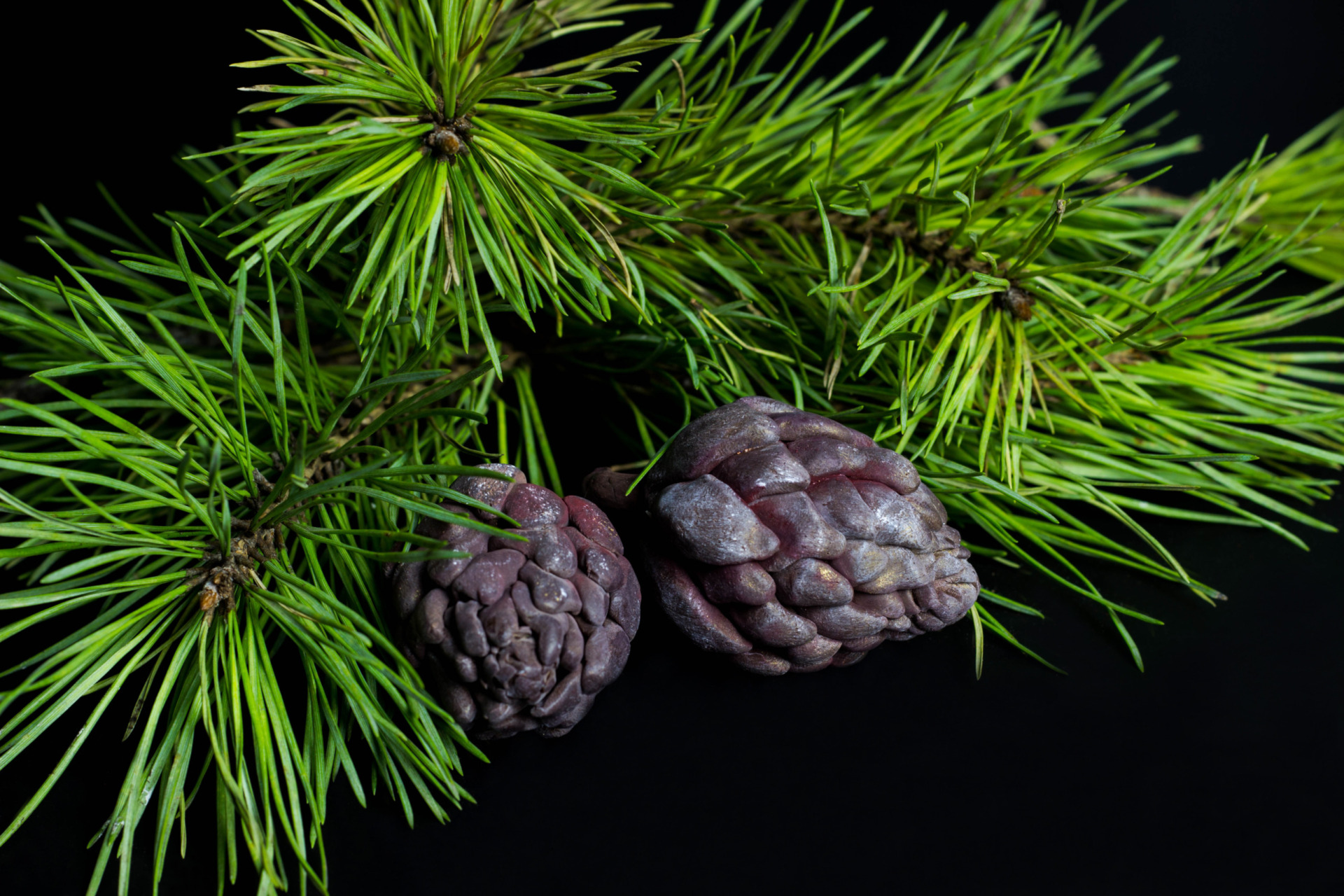 Съедобные шишки